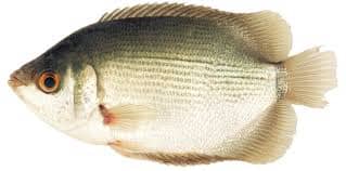 Placeholder image of specialized pharmaceutical storage